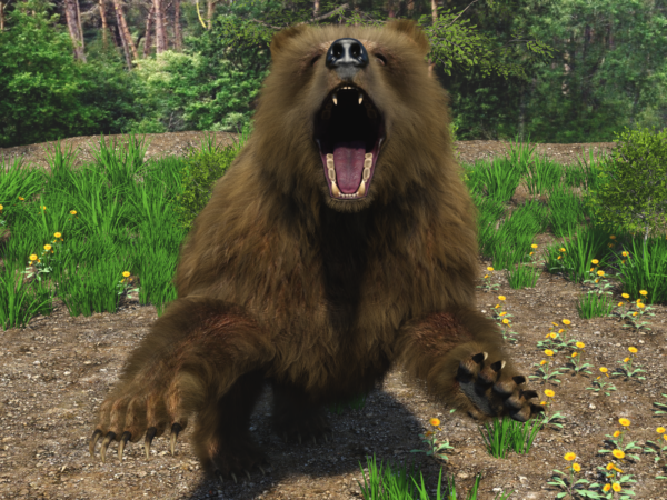 Bear bundle