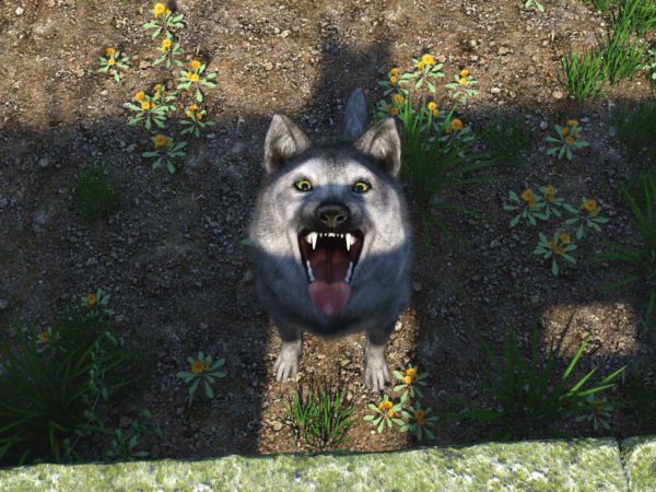 Canine - Old grey wolf bundle