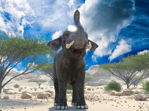 Elephant bundle