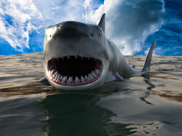 Aquatic - Shark bundle