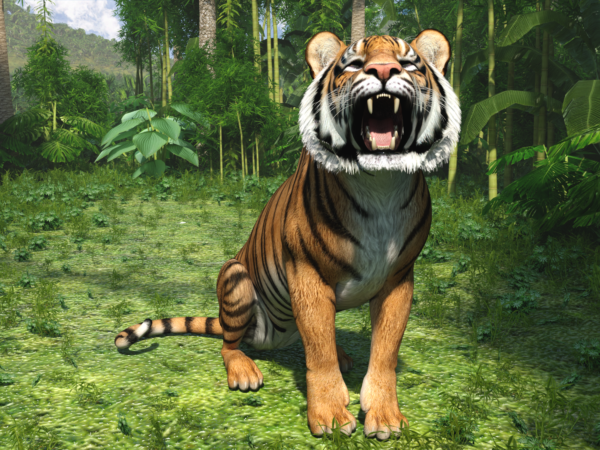 HW Feline - Tiger bundle