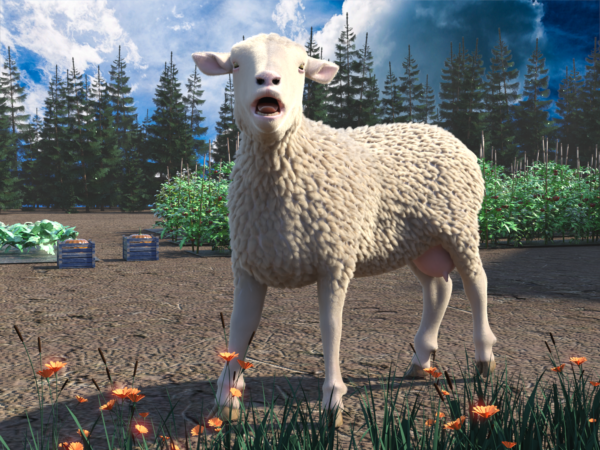 Sheep bundle